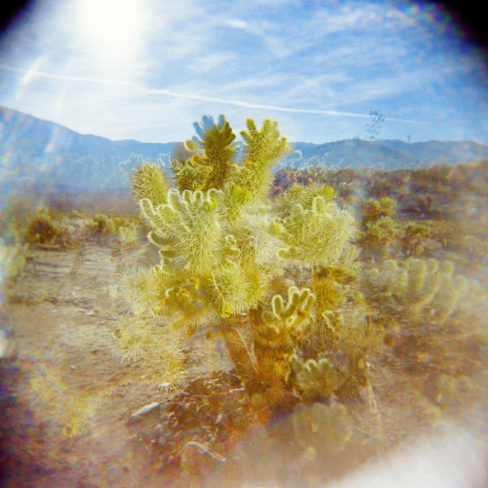 a cactus in the middle of a desert with mountains in the background