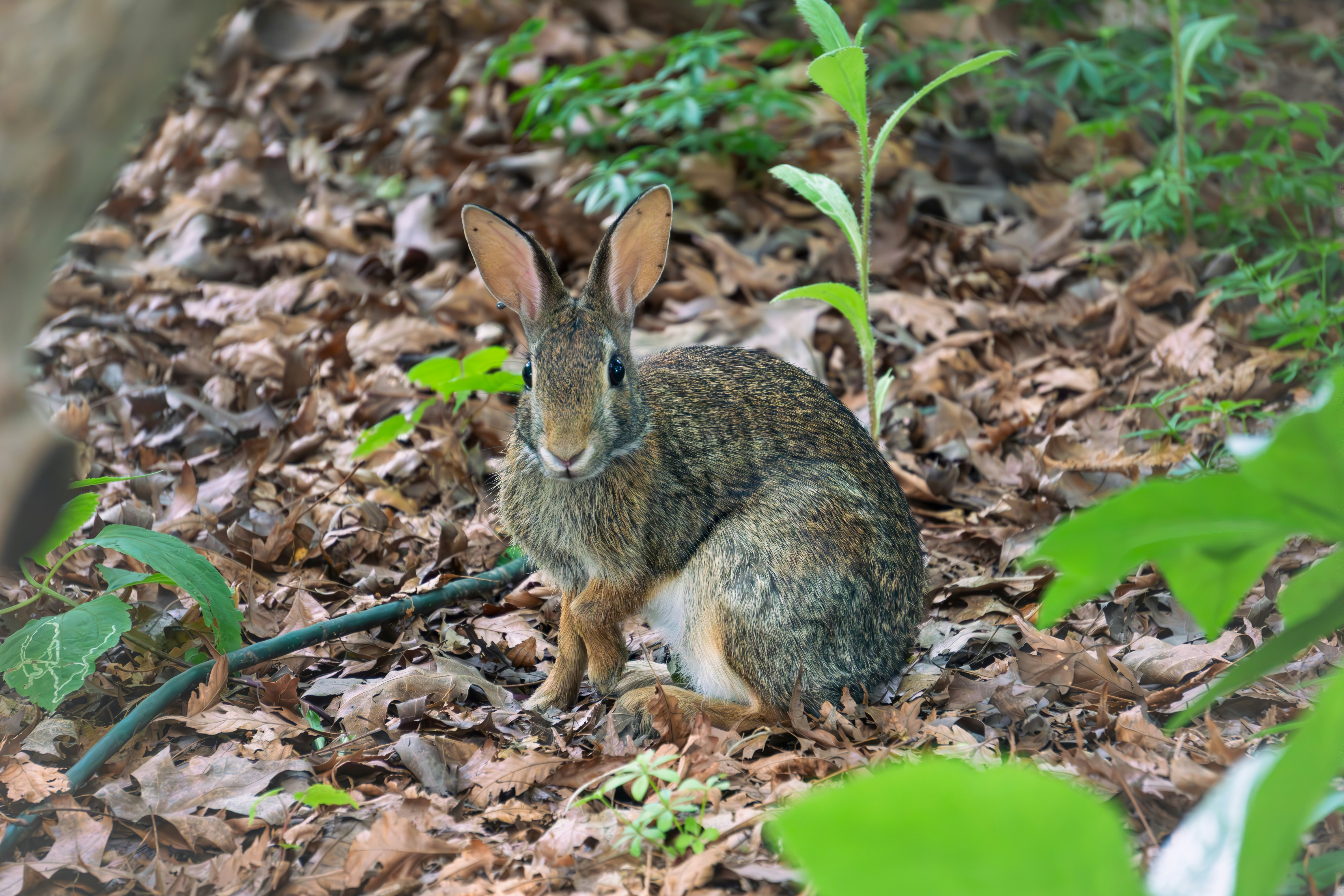 a rabbit sitting on the ground surrounded by leaves