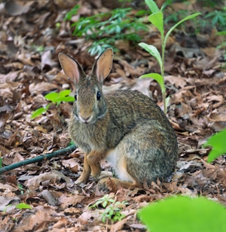 a rabbit sitting on the ground surrounded by leaves