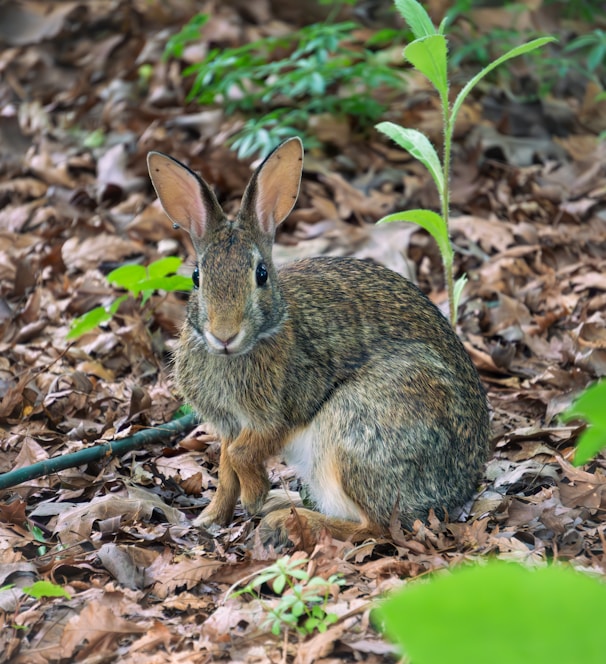 a rabbit sitting on the ground surrounded by leaves