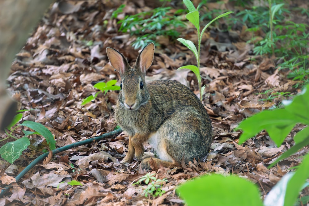 a rabbit sitting on the ground surrounded by leaves