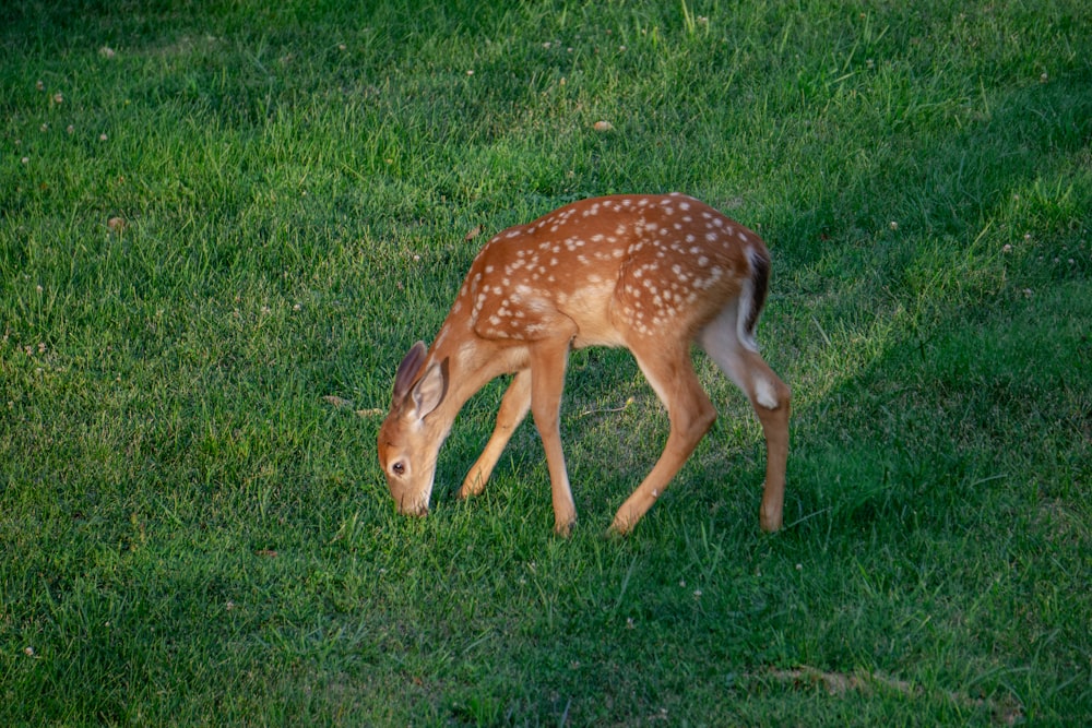 a small deer grazing in a grassy field