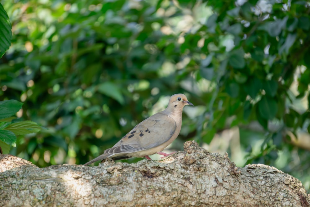 a bird is perched on a tree branch