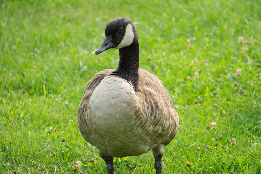 a duck is standing in the grass