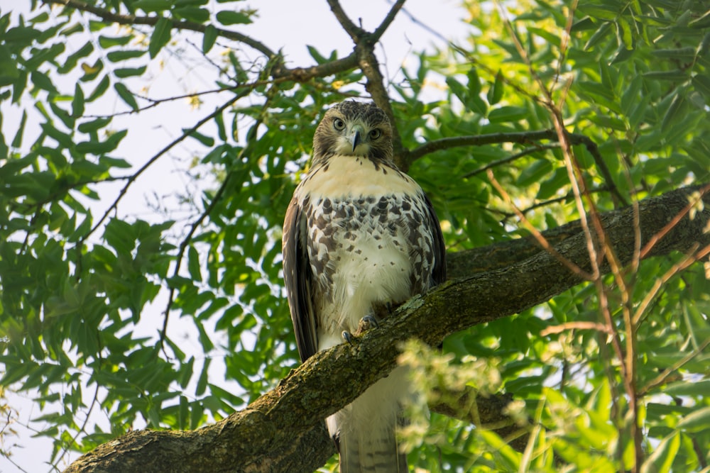 a bird perched on a branch of a tree