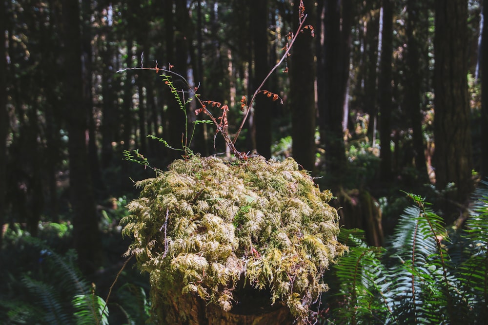 a moss covered tree stump in the middle of a forest