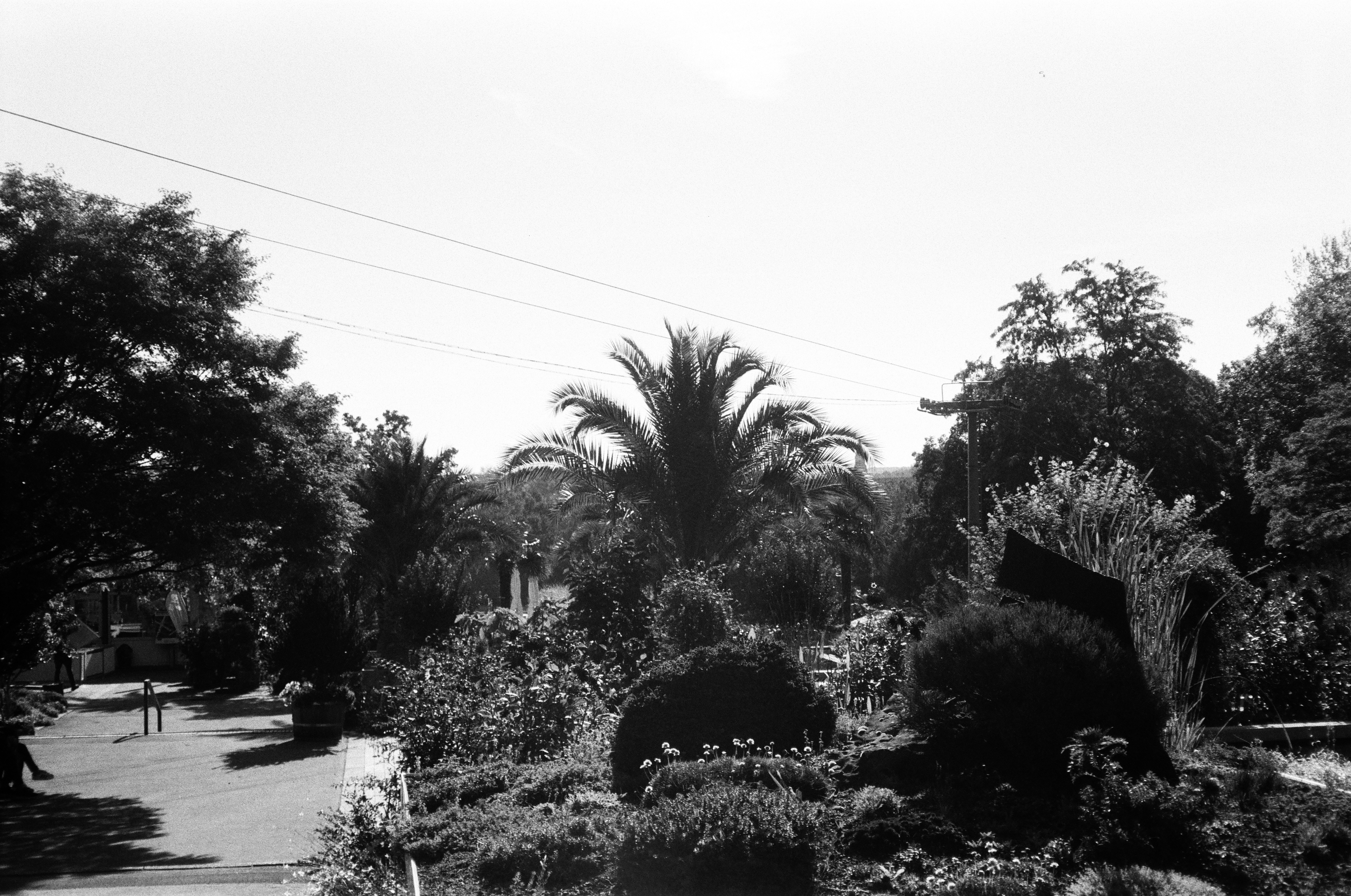 a black and white photo of trees and bushes