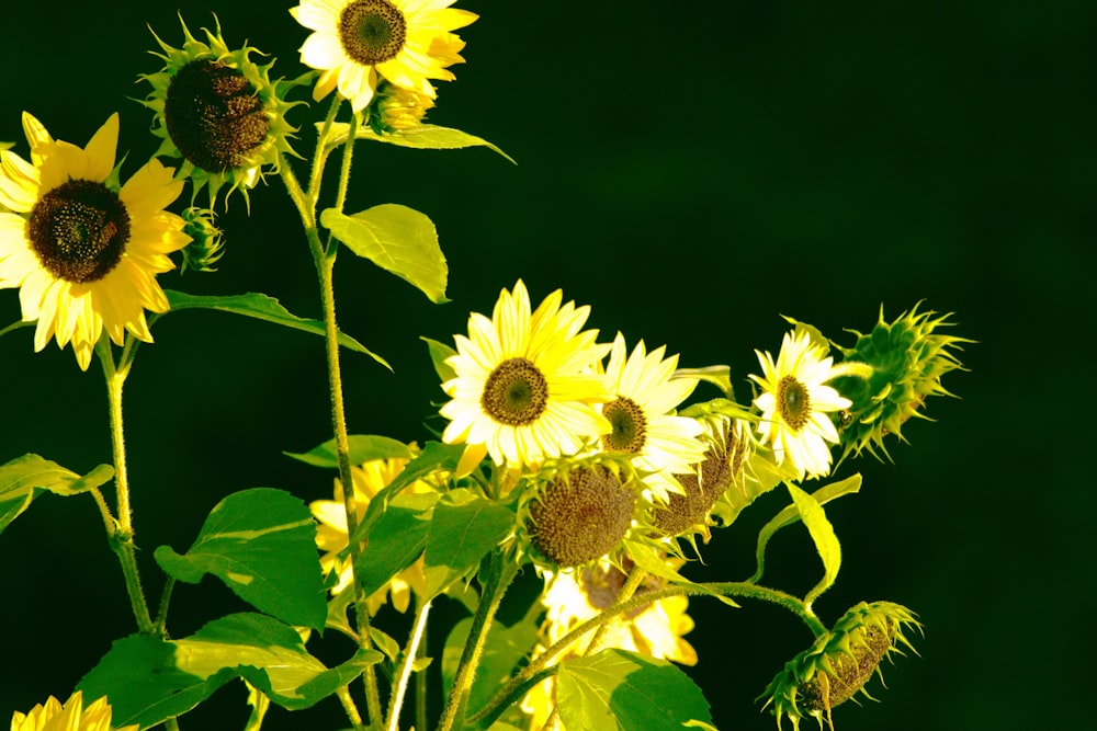 a bunch of sunflowers that are in a vase