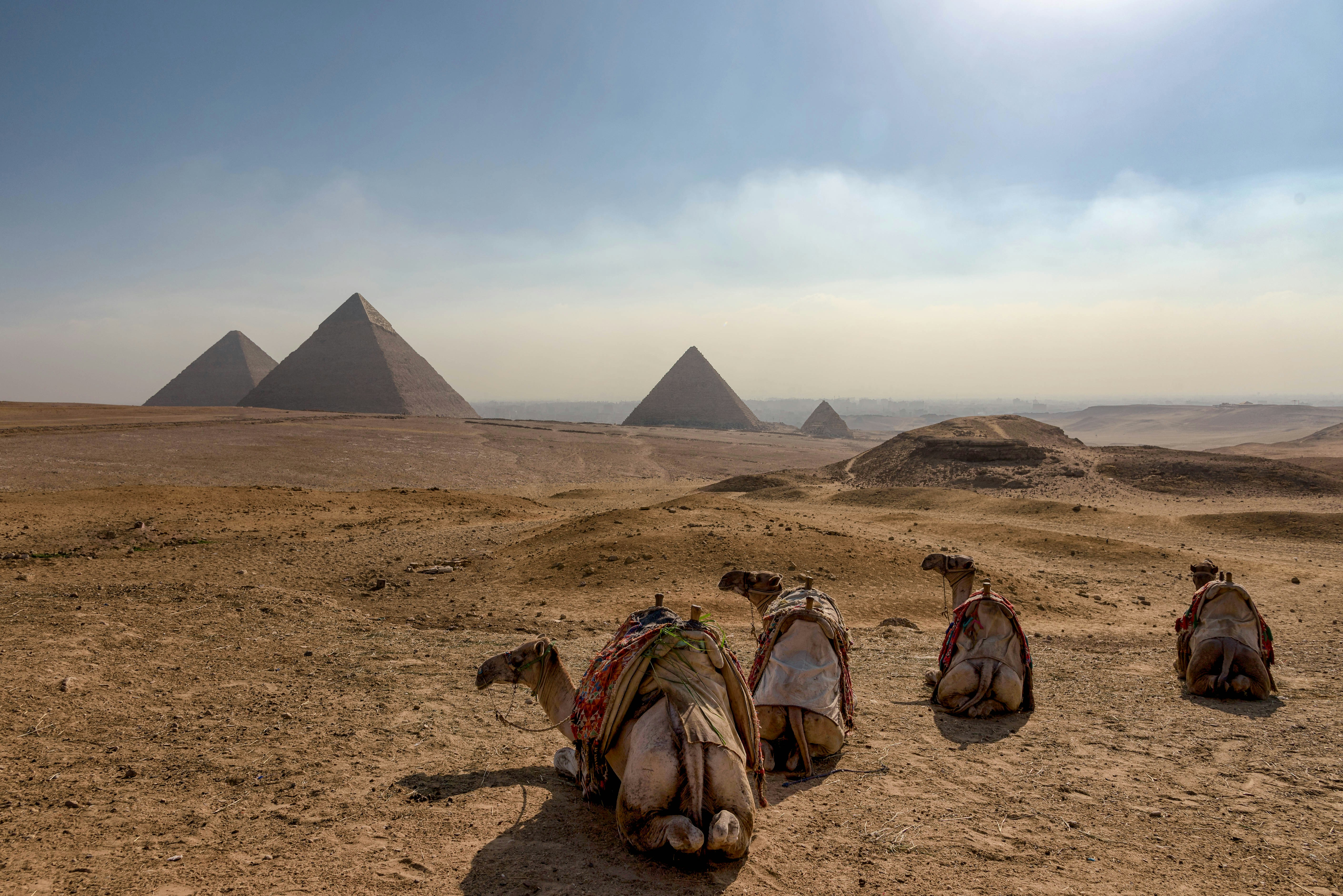 Camellos en la meseta de Giza