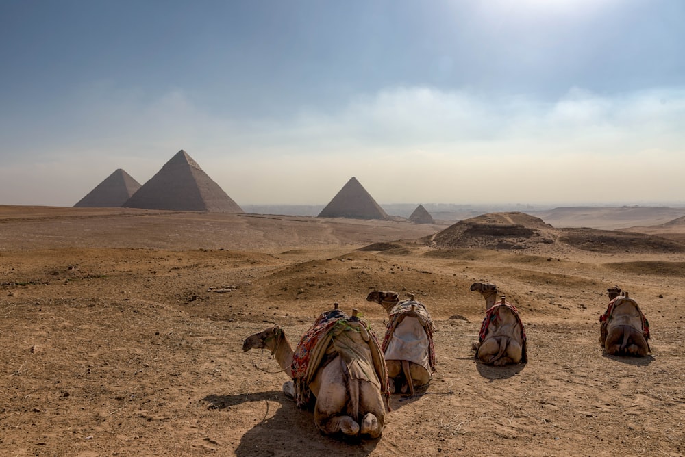 a group of camels sitting in the middle of a desert
