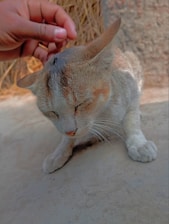 A person gently pets a light-colored cat with closed eyes, conveying a sense of calm and contentment. The cat is positioned on a textured surface with a natural, earthy backdrop.