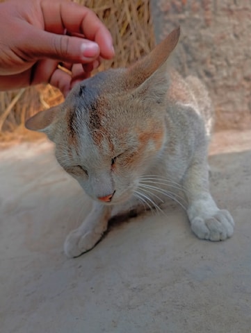 A calm cat being softly brushed by a caring staff member using hypoallergenic products.