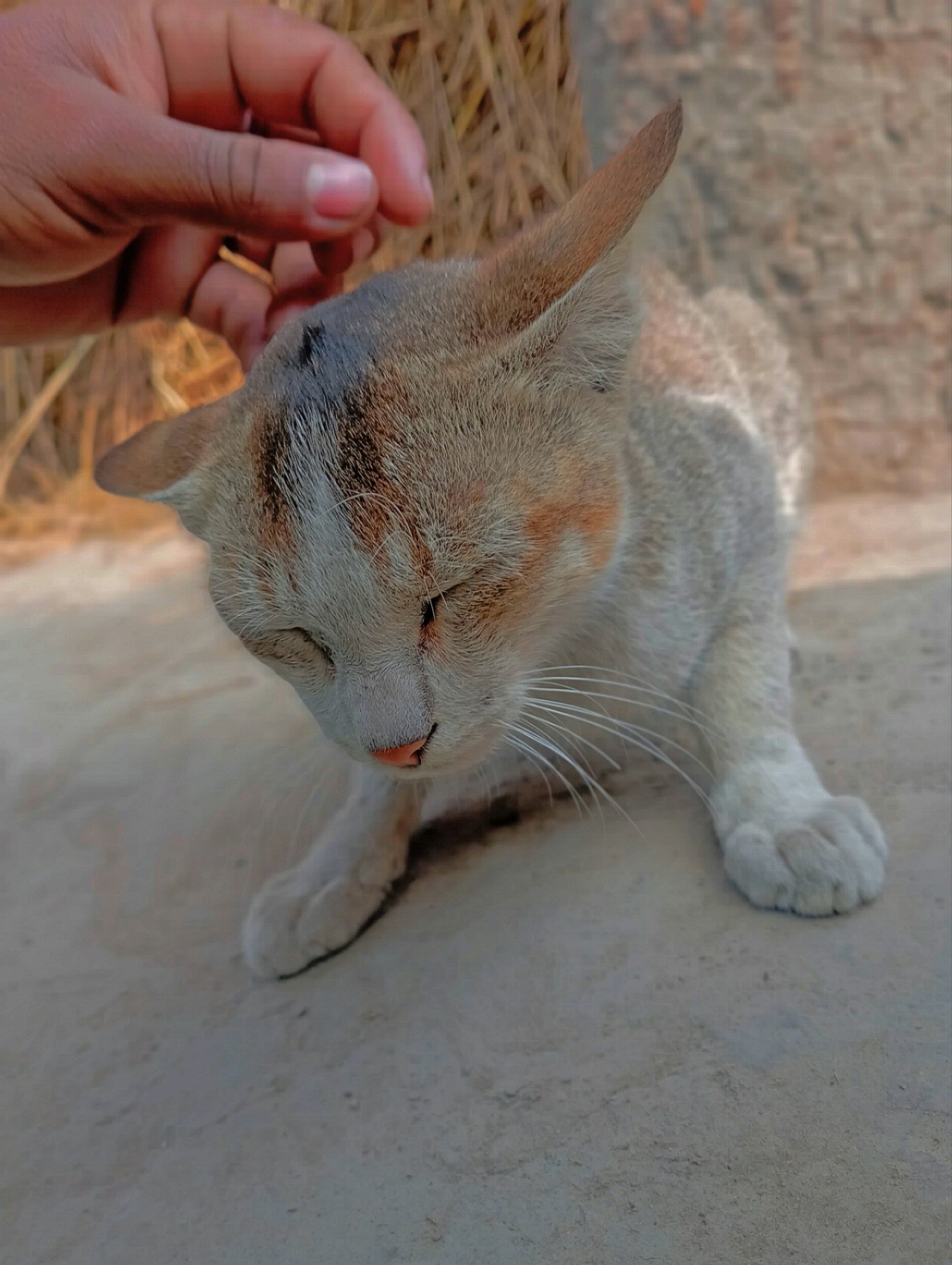 A gentle moment of a cat being lovingly groomed, with soft brushes and calm surroundings.