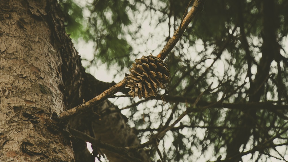 a pine cone hanging from a tree branch