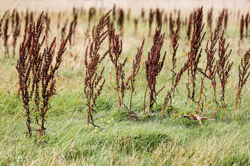 um grupo de plantas marrons em um campo gramado