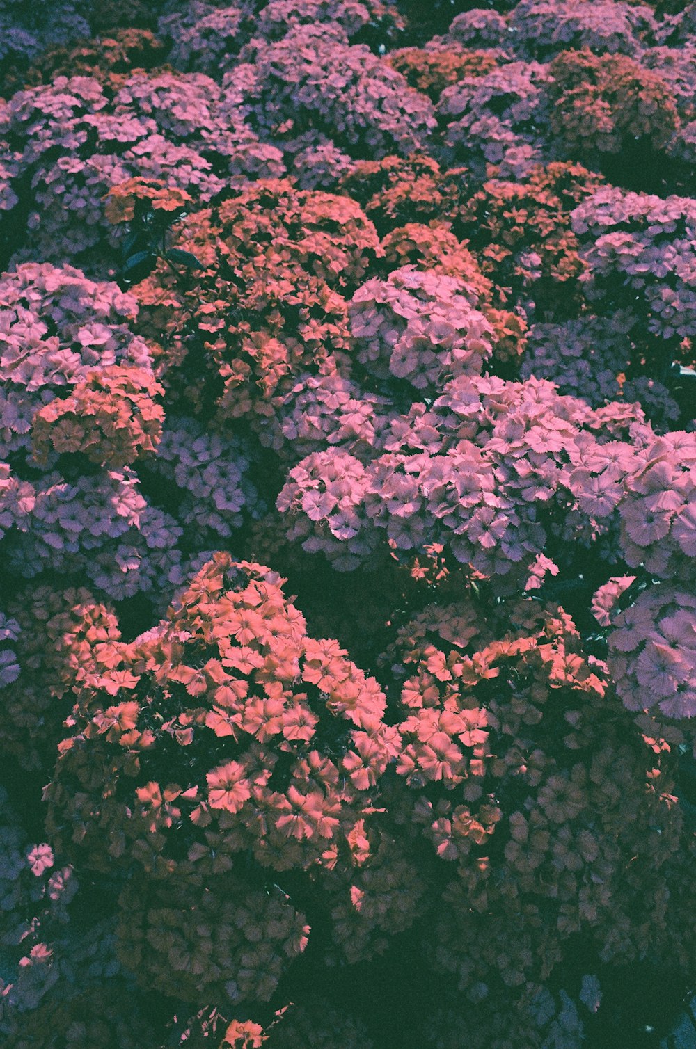 a bunch of purple and pink flowers in a garden