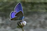 a blue butterfly sitting on top of a flower