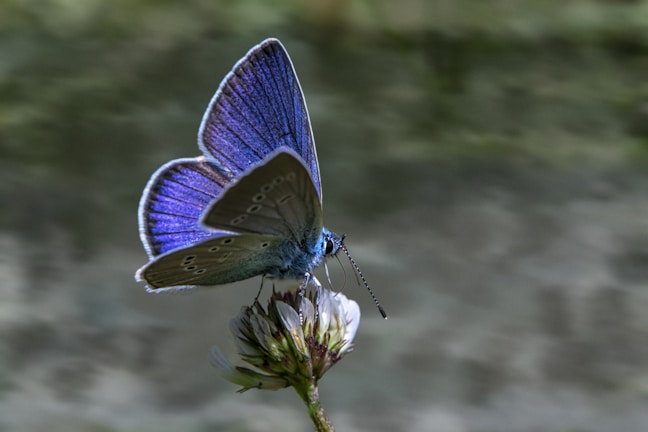 a blue butterfly sitting on top of a flower
