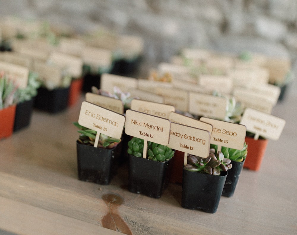 a table topped with small potted plants filled with plants