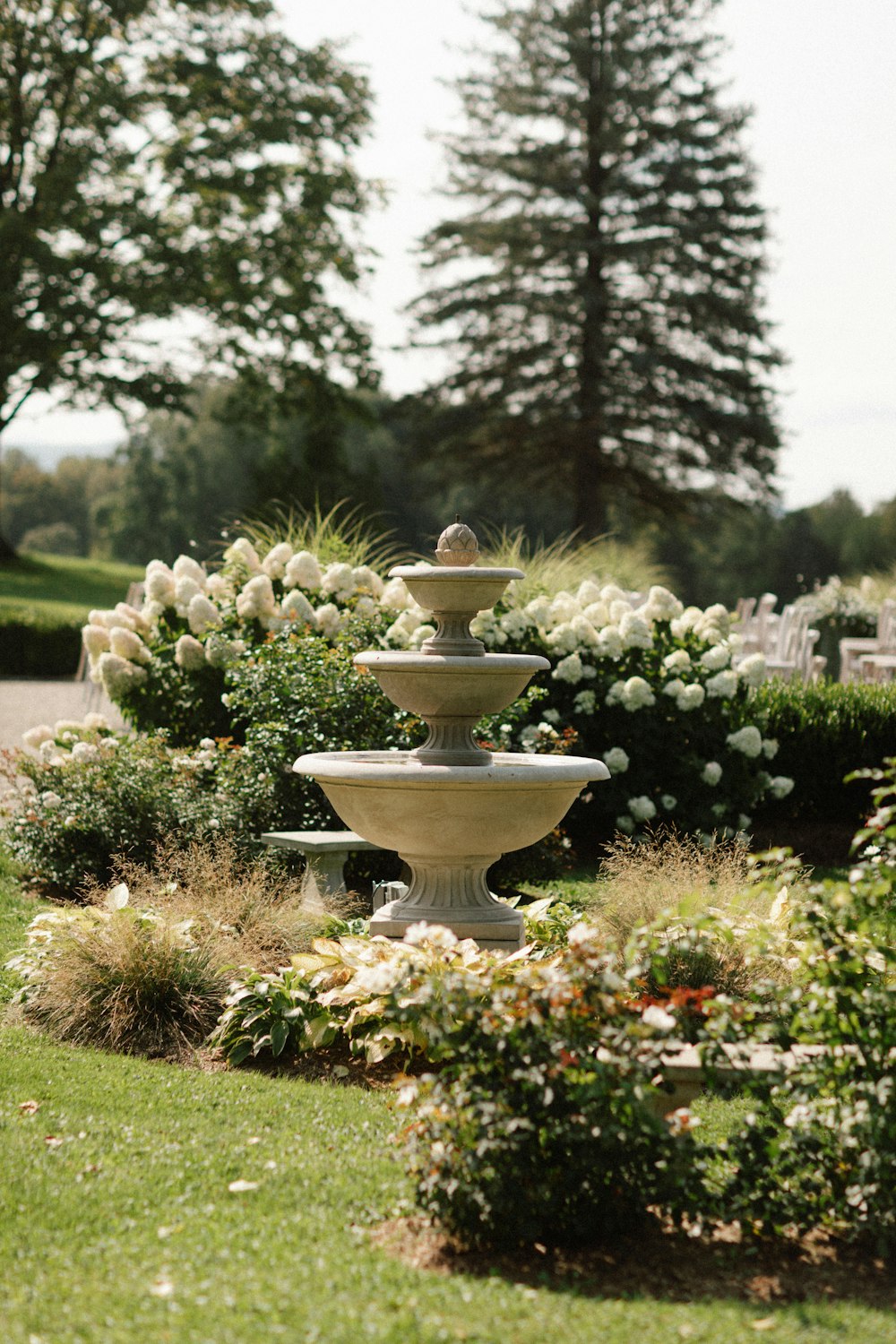 a garden filled with lots of white flowers