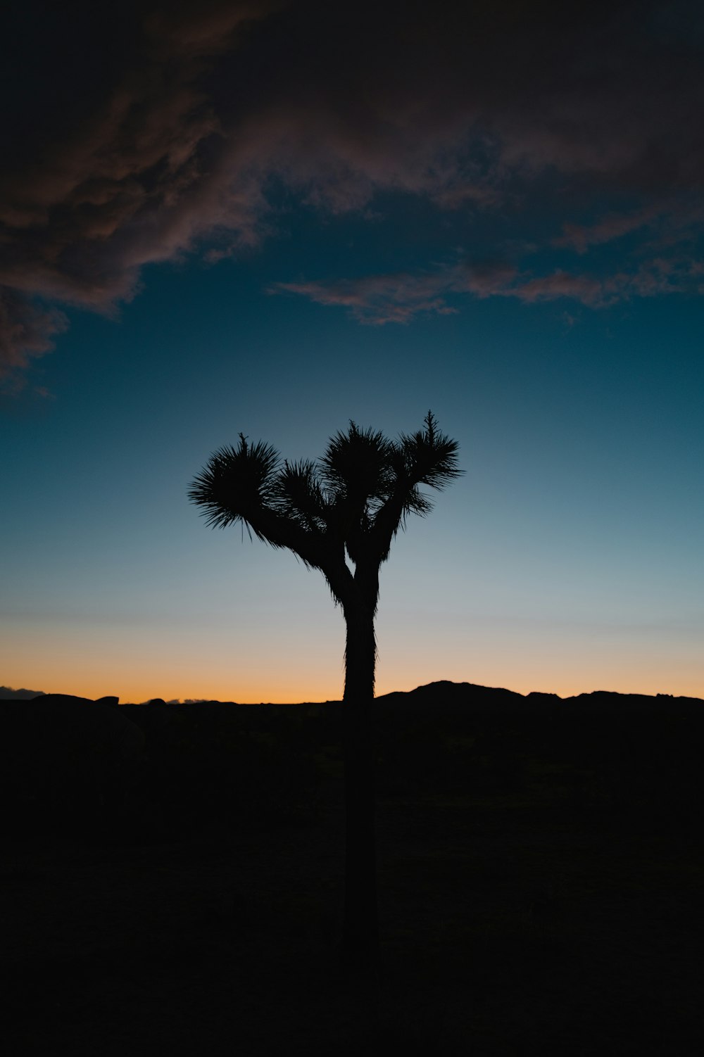 uma silhueta de uma palmeira contra um céu azul