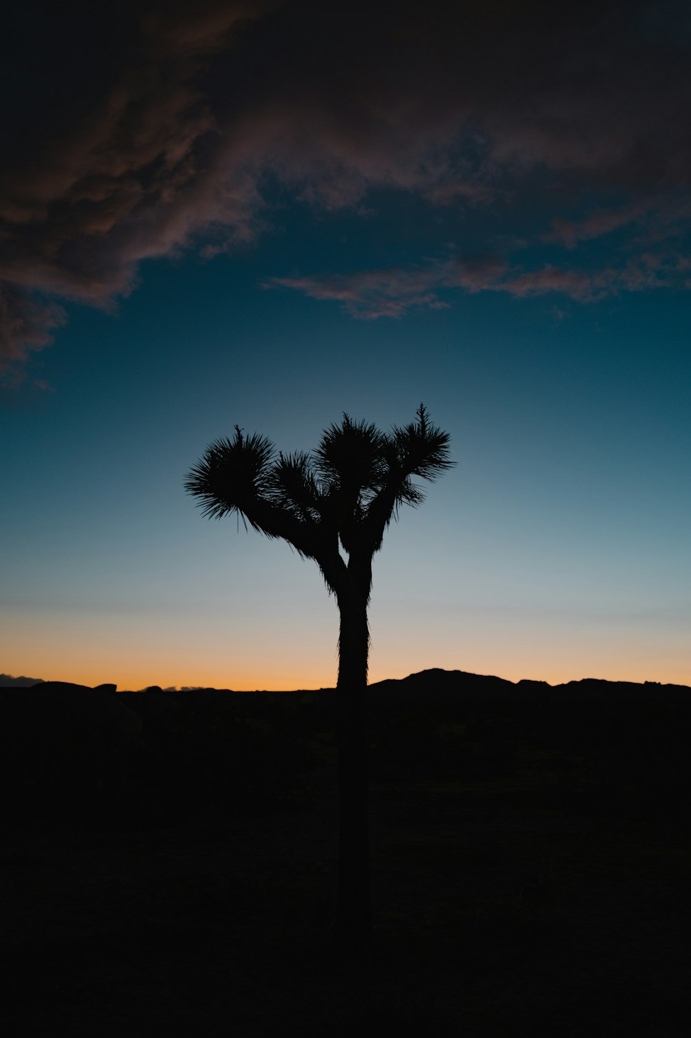 a silhouette of a palm tree against a blue sky