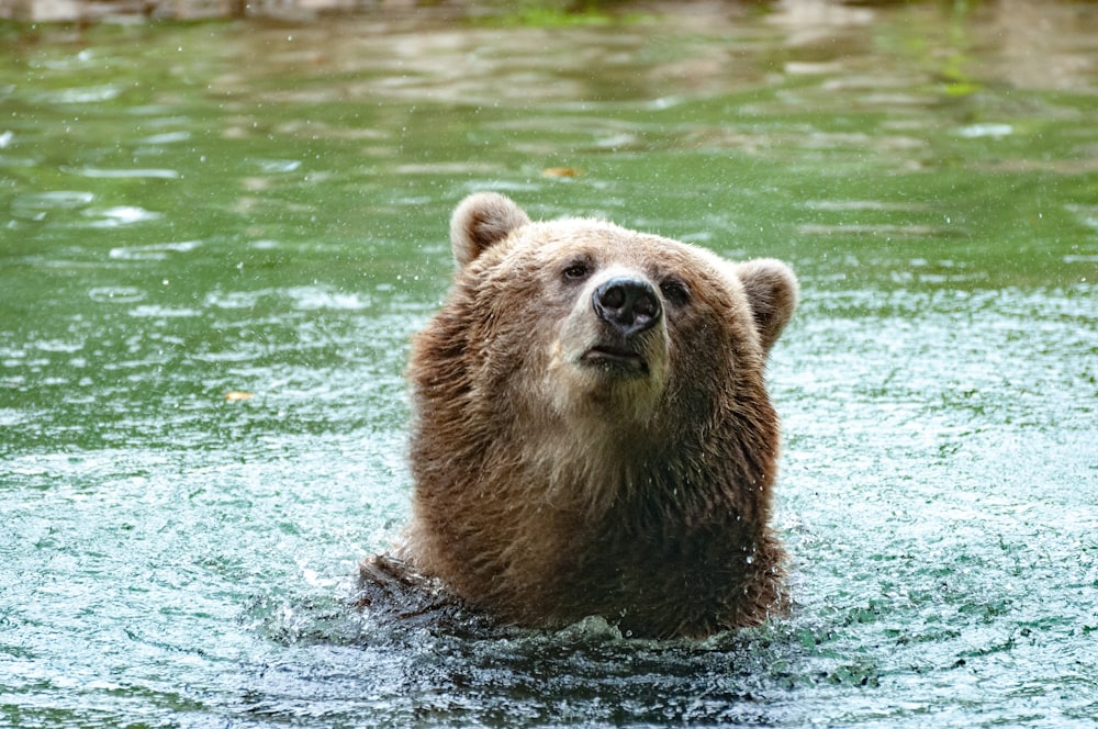 a large brown bear standing in a body of water