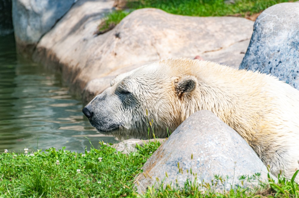 a white polar bear laying on top of a rock next to a body of water