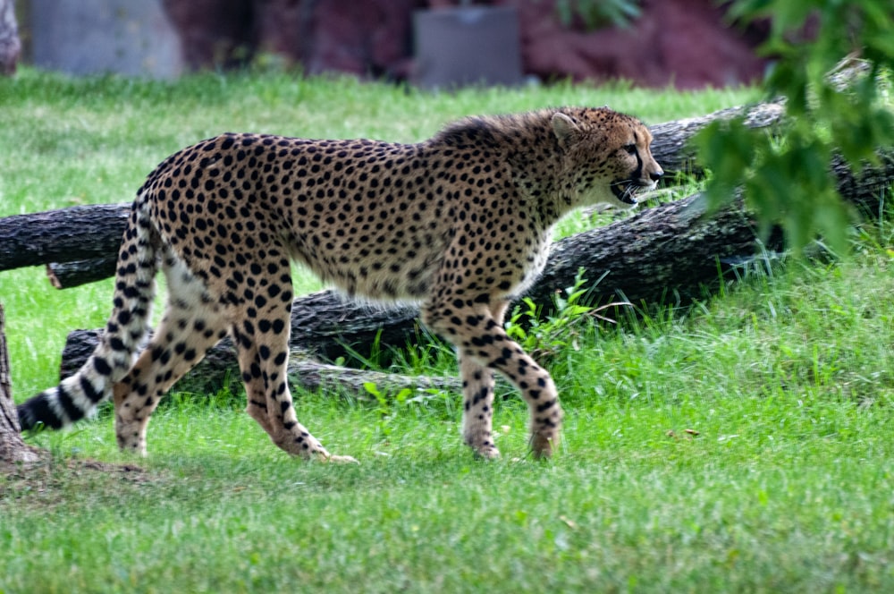 a cheetah walking in the grass near a fallen tree