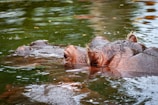 A hippopotamus is partially submerged in water, with its eyes, ears, and part of its back visible above the surface. The water is calm with subtle ripples, and the surroundings have a natural ambiance.