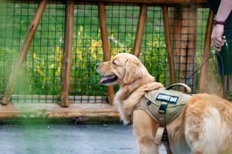 a golden retriever wearing a green vest and leash