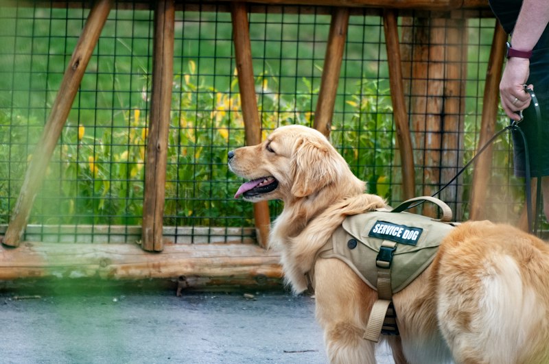 Golden retriever con chaleco de servicio