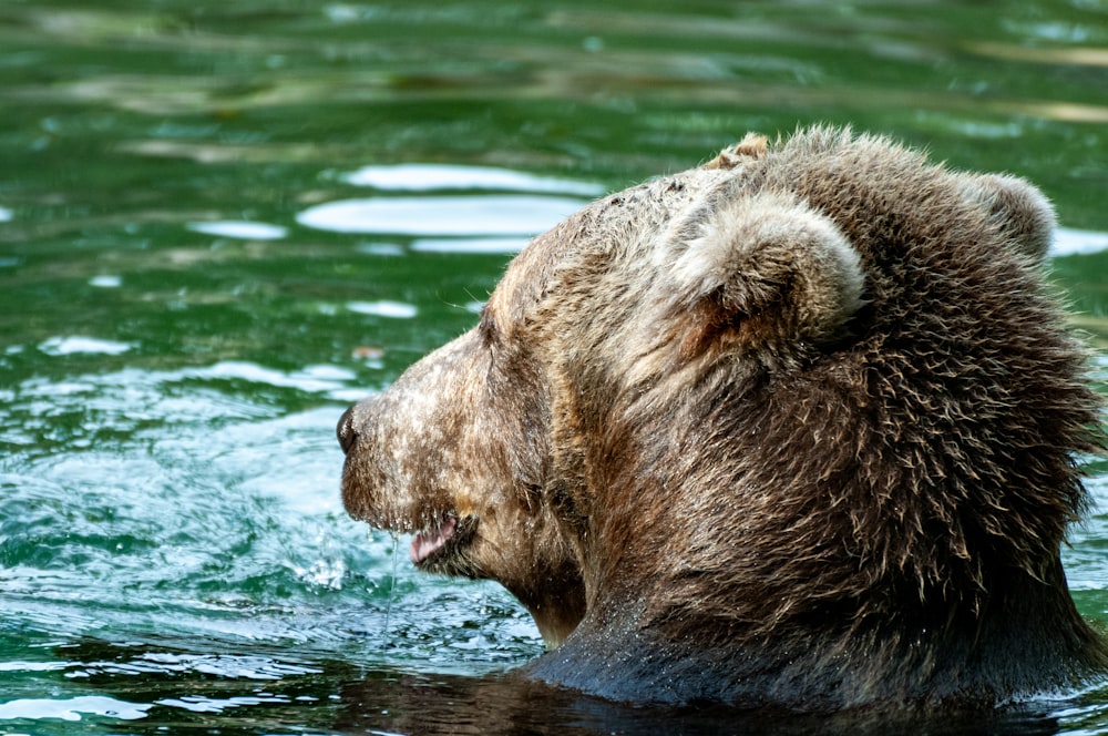 a brown bear swimming in a body of water