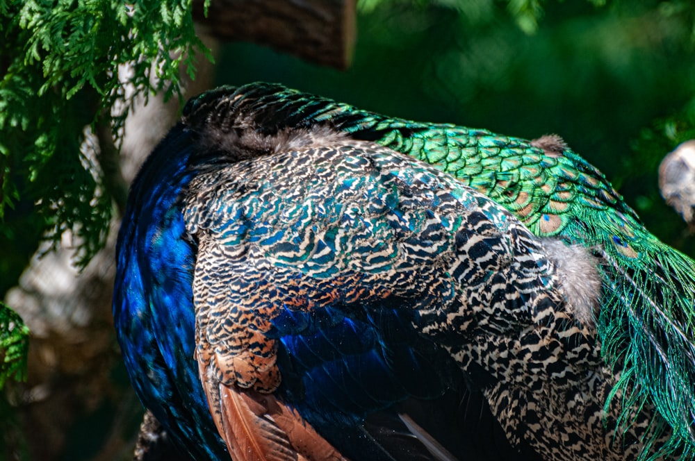 a close up of a peacock on a tree branch