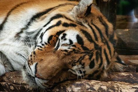 a large tiger laying on top of a log