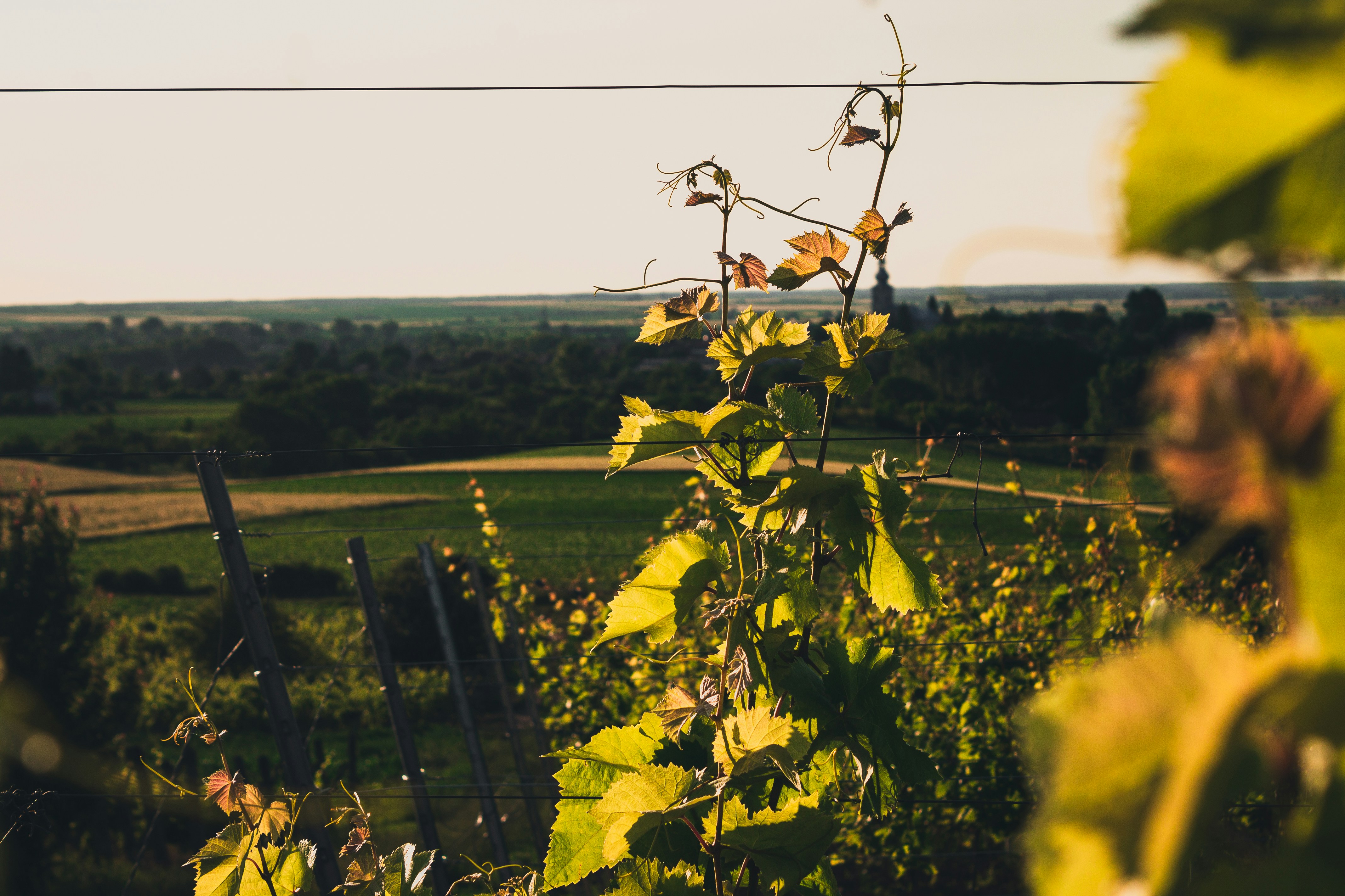 Photo by czapp_botond