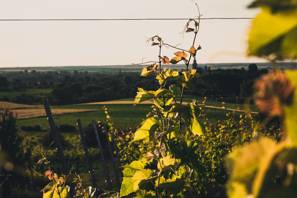 a field with vines and a fence in the background