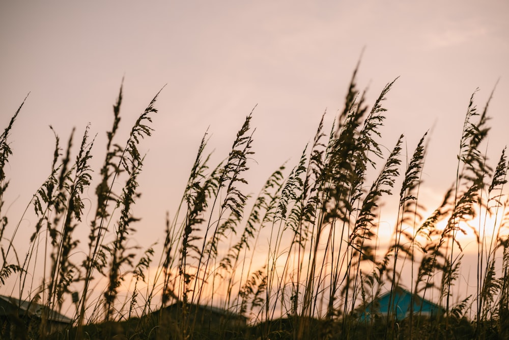 a field of tall grass with the sun setting in the background