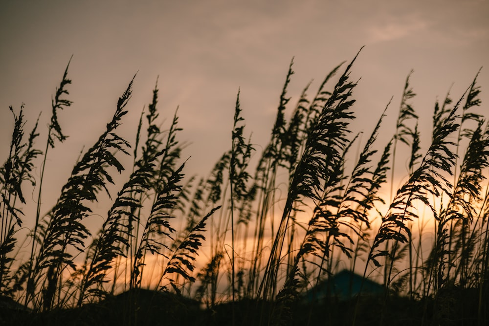 hohes Gras, das bei Sonnenuntergang im Wind weht