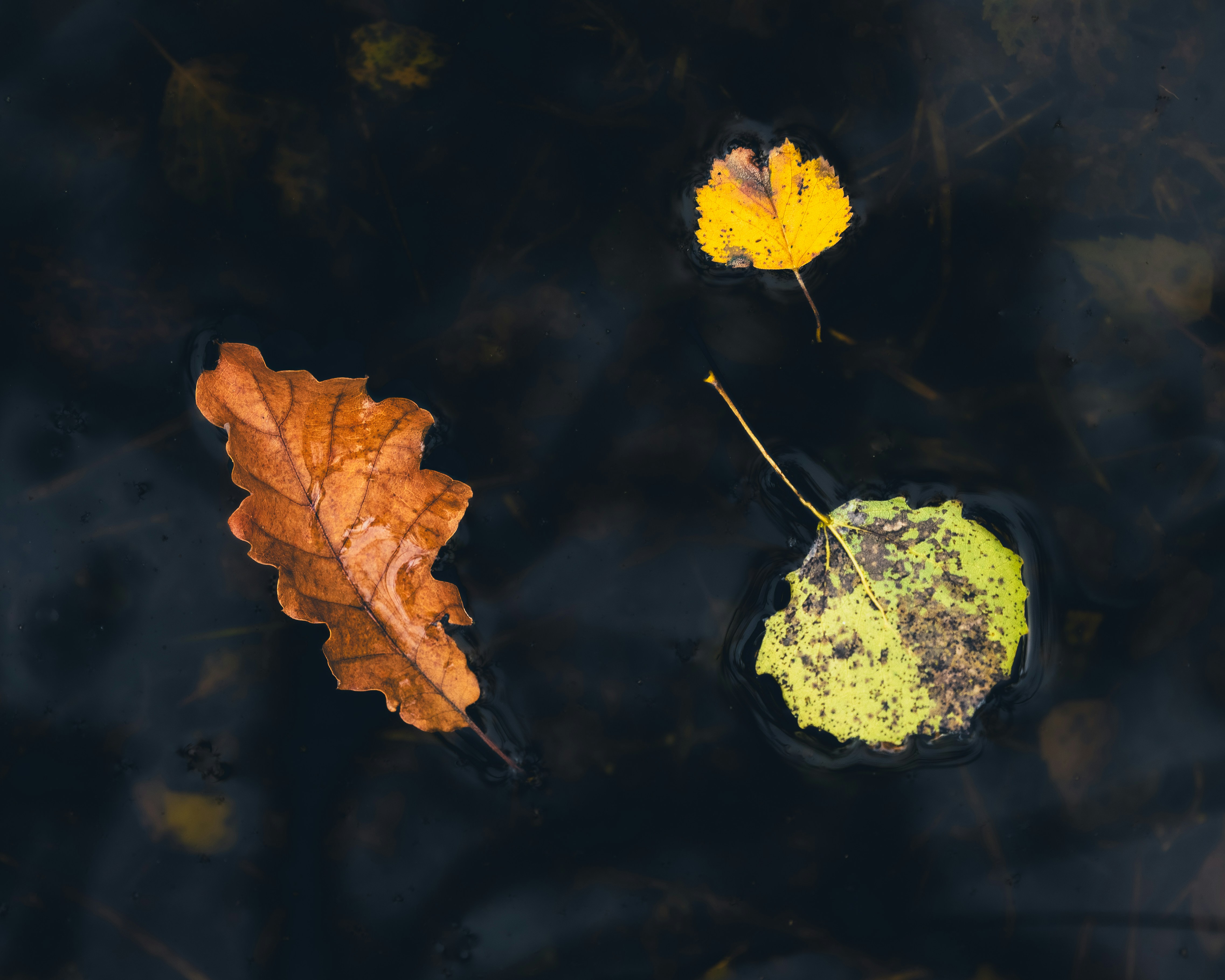 a couple of leaves floating on top of a body of water