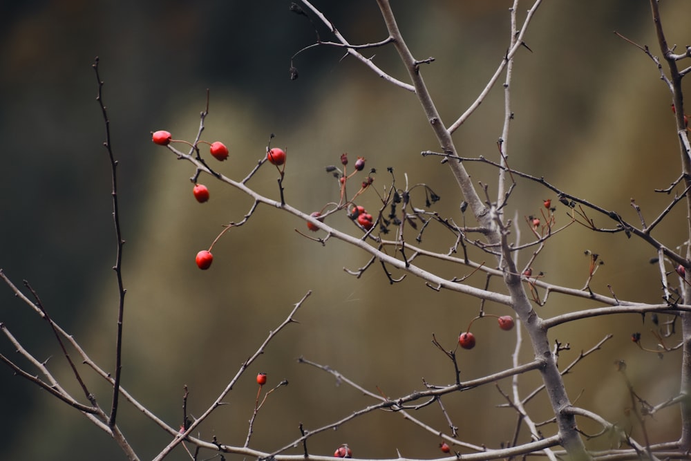 a branch with small red berries on it