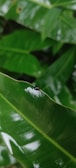 A small black insect with a red spot on its back is perched on a glossy green leaf. The leaf looks fresh and vibrant, reflecting light, with several other overlapping green leaves in the background.