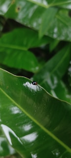 A small black insect with a red spot on its back is perched on a glossy green leaf. The leaf looks fresh and vibrant, reflecting light, with several other overlapping green leaves in the background.