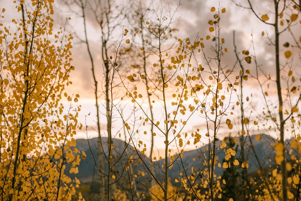 a group of trees with yellow leaves in front of a cloudy sky