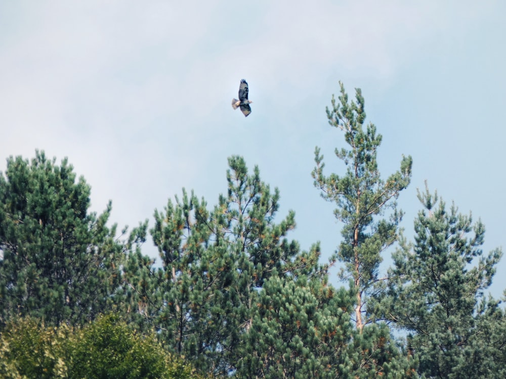 a bird flying over a forest filled with trees