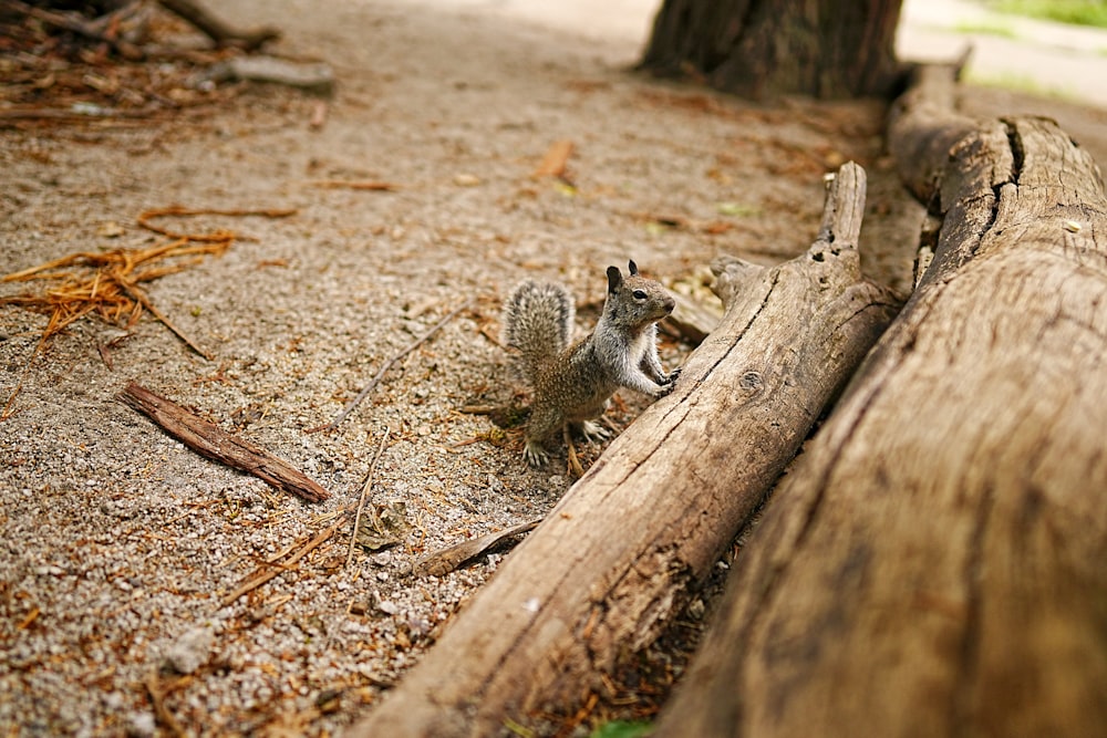 a squirrel sitting on the ground next to a log