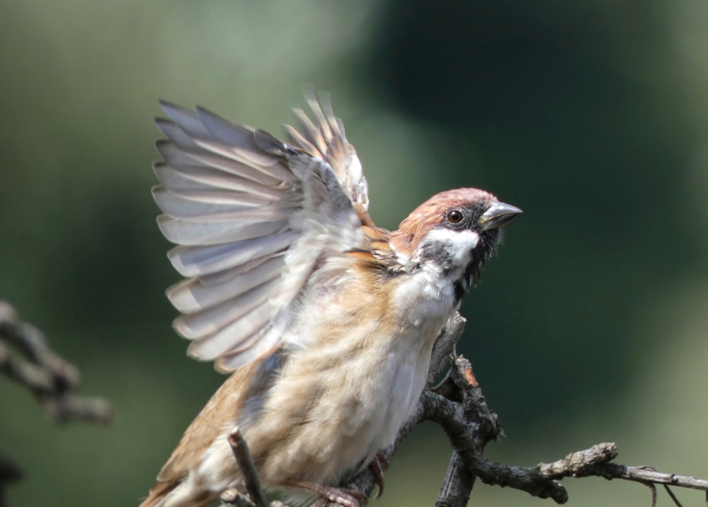 a bird with its wings spread sitting on a branch