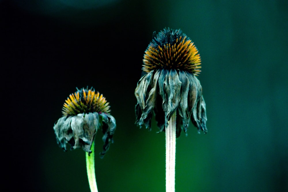 a close up of two flowers with a dark background