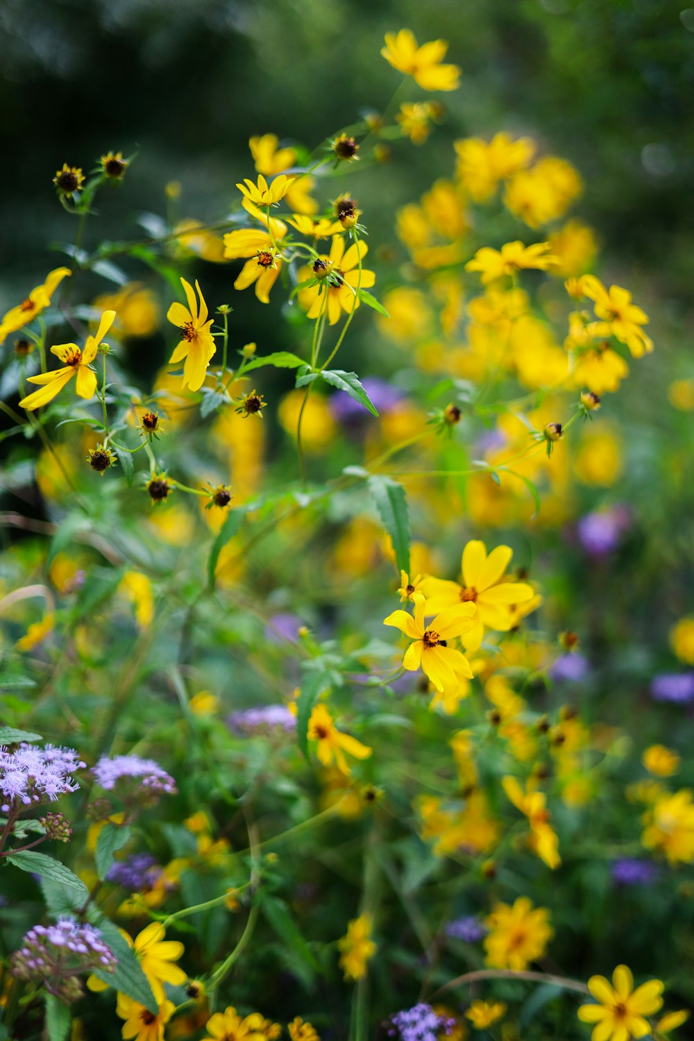 a field full of yellow and purple flowers