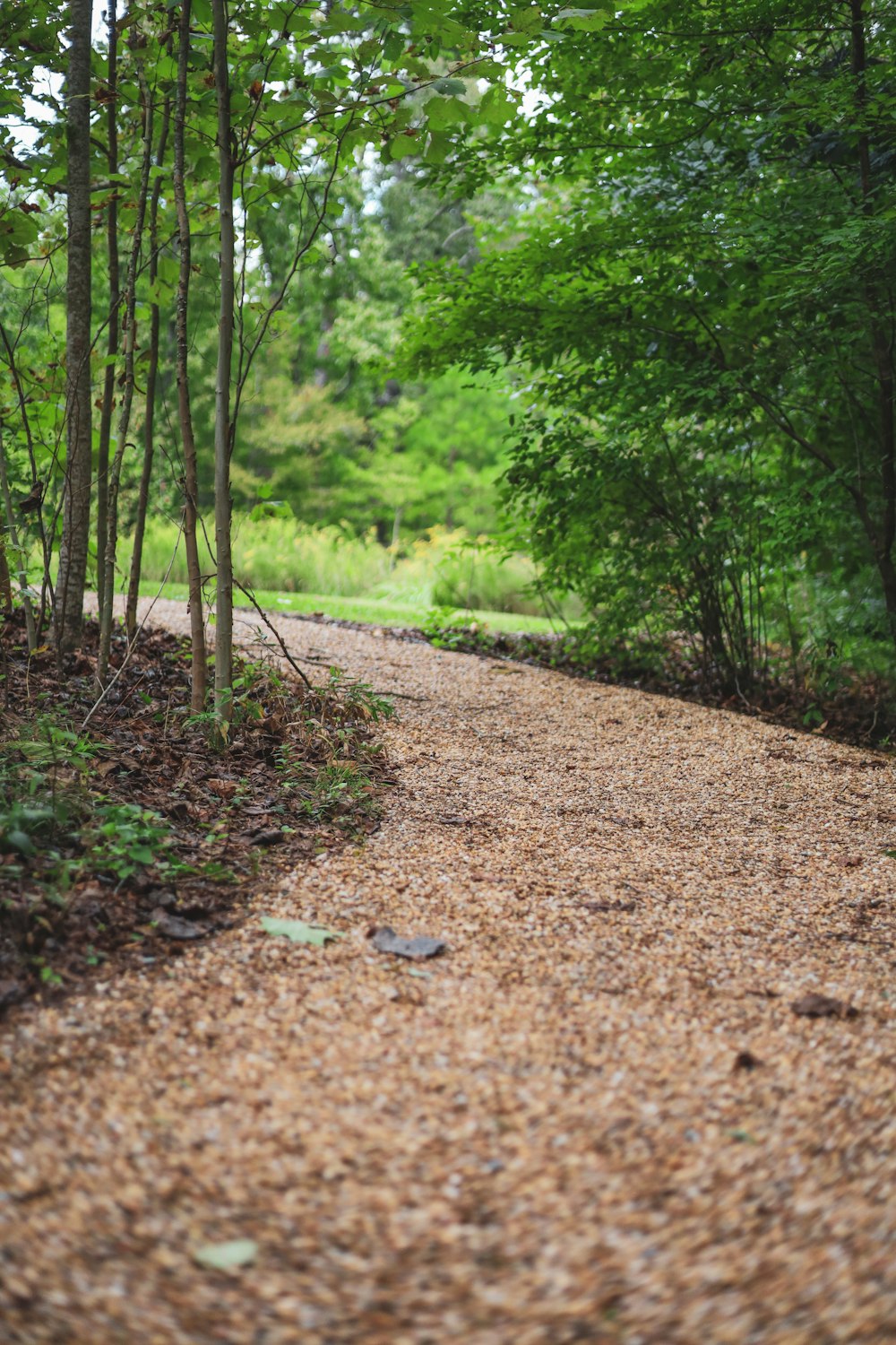 a path in the middle of a wooded area